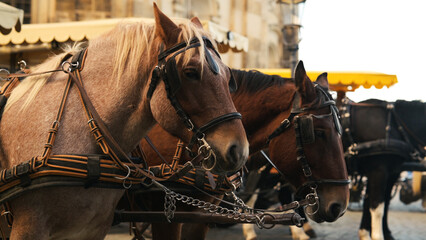 Obraz premium Horses In An Old City Center In Europe Provide Entertainment For Tourists