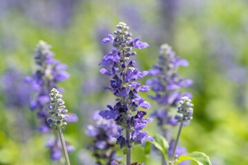 Obraz premium Flower purple in garden 