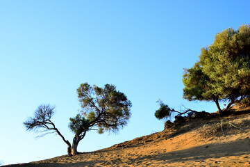 sand dunes - Ammothines, Gomati area, Lemnos island, Greece, Aegean Sea