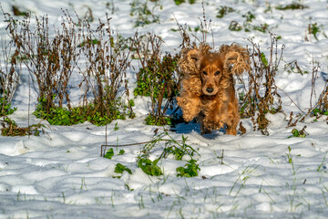 happy cocker spaniel dog jumping on the snow