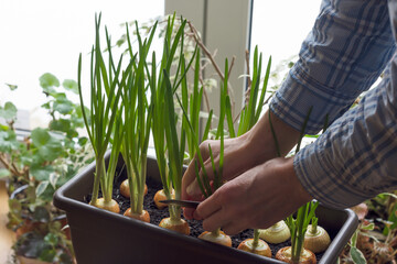 Greens of onions growing  in container near window inside and woman prepares to cut it, person...