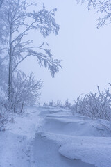 A snowy forest path. Winter landscape full of snow and frost.
