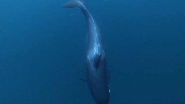 Orcas chase a herring ball in Norway's icy waters, showcasing their natural hunting skills. Captured in 4K, it's a vivid scene of marine life. Check the gallery for similar footages.