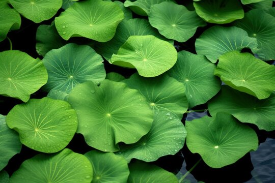 Serene Lotus Pond with Raindrops