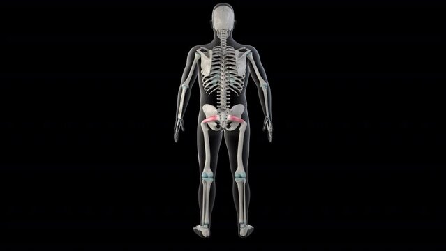 Piriformis Muscles on Whole Human Body