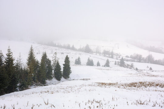 countryside winter scenery on a foggy day. landscape with trees on a snow covered hills in mist