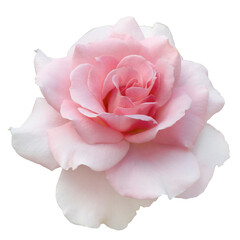Fresh beautiful pink rose isolated on a white background. Detail for creating a collage - 691397625