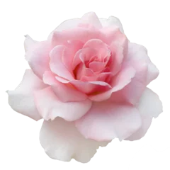 Fototapeten Fresh beautiful pink rose isolated on a white background. Detail for creating a collage © alesikka