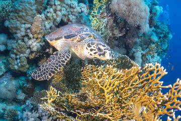turtle in coral garden