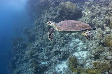 Naklejka na ściany i meble turtle in the red sea