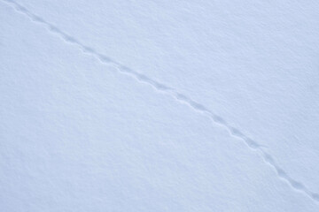 Traces of mice, little beast in the snow. Field Mouse footprints in the deep snow. Follow the trail of wild animals in winter season. Animal tracking, snow print identification. Identifying. Identify