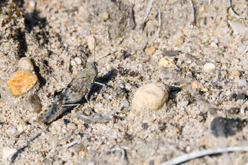 Blauflügelige Ödlandschrecke (Oedipoda caerulescens)