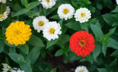 Fototapeta premium Many colorful gerbera flowers growing in garden. Floristry exterior design concept