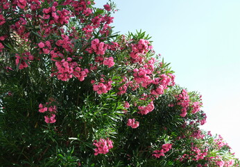 Bush with bright pink flowers rhododendron growing in yard background. Gardening plant care concept