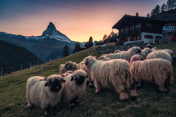 Valais blacknose sheep in stall and cottage on hill with Matterhorn mountain in the sunset at...