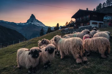 Fotobehang Valais blacknose sheep in stall and cottage on hill with Matterhorn mountain in the sunset at Zermatt, Switzerland © Mumemories