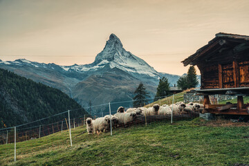 Matterhorn mountain with Valais blacknose sheep and wooden hut at Zermatt, Switzerland