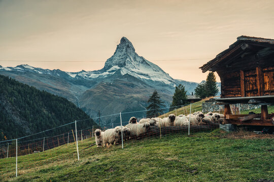 Matterhorn mountain with Valais blacknose sheep and wooden hut at Zermatt, Switzerland