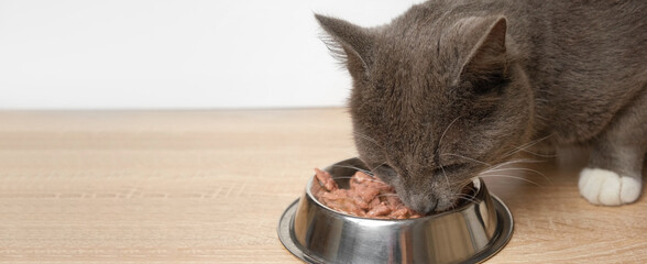 Cat Eating Wet Cat Food. Tabby Gray Kitten Eats Special Food from Silver Steel Bowl against White...