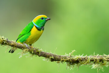 Golden-browed chlorophonia (Chlorophonia callophrys) is a species of bird in the family...