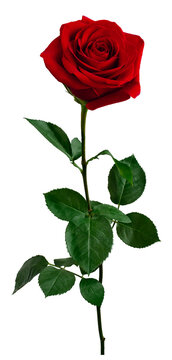 Dark red rose with green leaves isolated on white background