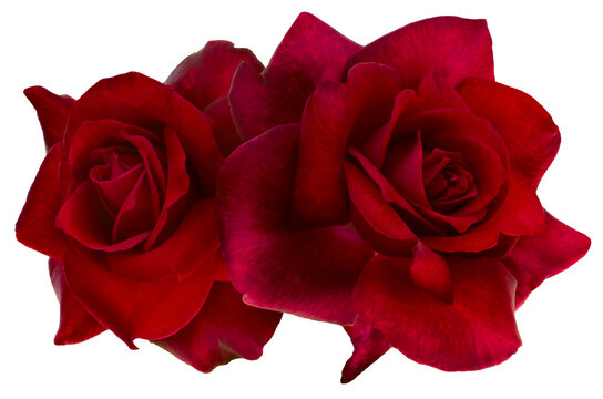 Two bright red roses on transparent background. Detail for creating a collage