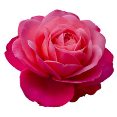 Fresh beautiful pink rose isolated on white background. Detail for creating a collage - 691402479
