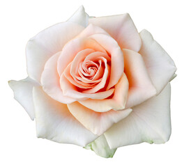 Fresh beautiful white pink rose isolated on a white background. Detail for creating a collage