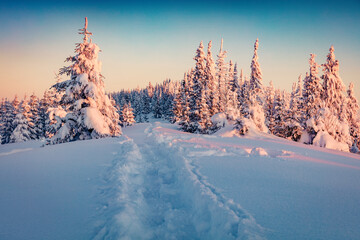 Frosty winter scenery. Colorful sunrise in mountain forest. Fantastic winter landscape of...