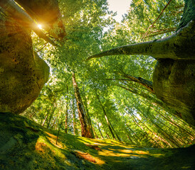 Fabulous view from the bottom of canyon to the top of trees. Green summer scene of popular tourist...