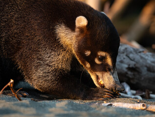 coatí rojo o de cola anillada alimentandose en la playa de costa rica parque corcovado