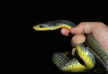 Serpiente ratonera manipulada por un experto en su habitat salvave tomada desde muy cerca de la cabeza
