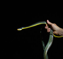 Serpiente ratonera manipulada por un experto en su habitat tomandola desde lejos de la cabeza