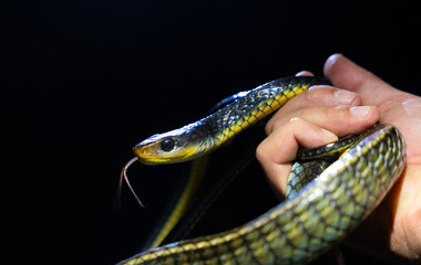 Serpiente ratonera manipulada por un experto en su habitat salvaje
