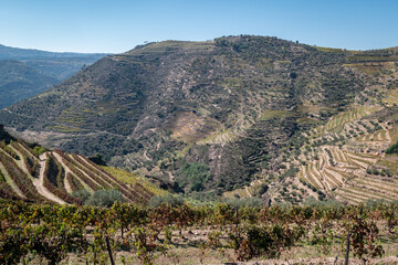 Zona rural com algumas vinhas num dia de fim de outono com grandes montanhas ao fundo