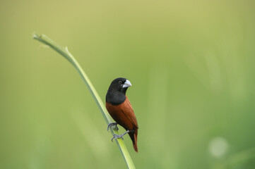 The beauty of the bird , Chestnut Munia