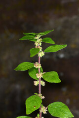 Vielsamige Gänsefuß,  Lipandra polysperma