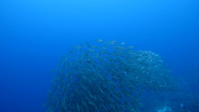 Schooling fish in the coral reef of the Caribbean Sea