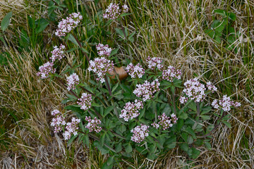 Baldrian,  Berg,  Valeriana montana L.