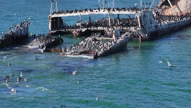 SS Palo Alto or Aptos Cement Ship, Aptos, California. Ship wreck covered with thousands of pelicans near the Californian coastline.