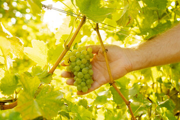 A bunch of white grapes in a man's hand in the rays of the sun. Vineyards in autumn