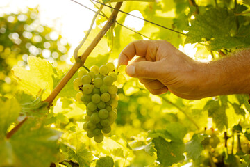 A man tears a grape berry from a bunch to taste