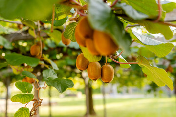 Ripe kiwi fruits on a branch in close-up