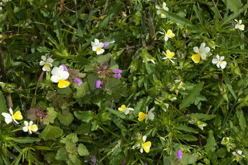 Blühendes, Acker-Stiefmütterchen, Viola arvensis Murr., auf  einem  Stoppelfeld  nach der ...