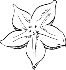 starfruit handdrawn illustration