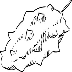 soursop handdrawn illustration