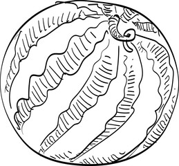 watermelon handdrawn illustration