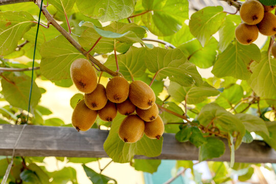 A fruit-bearing kiwi branch on a support near the house