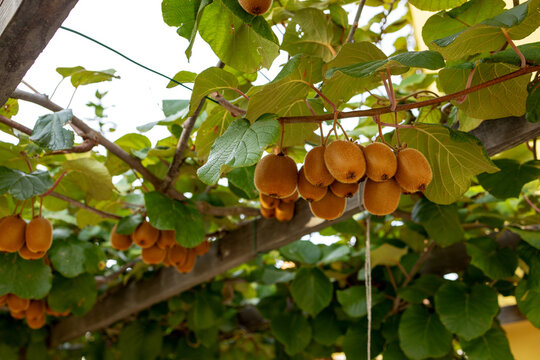 Support for the thin branches of the kiwi tree with ripe fruits
