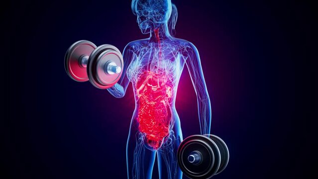 4K abstract animation of the gut